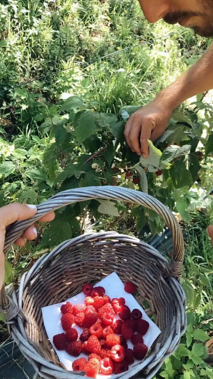 Recogiendo frambuesas